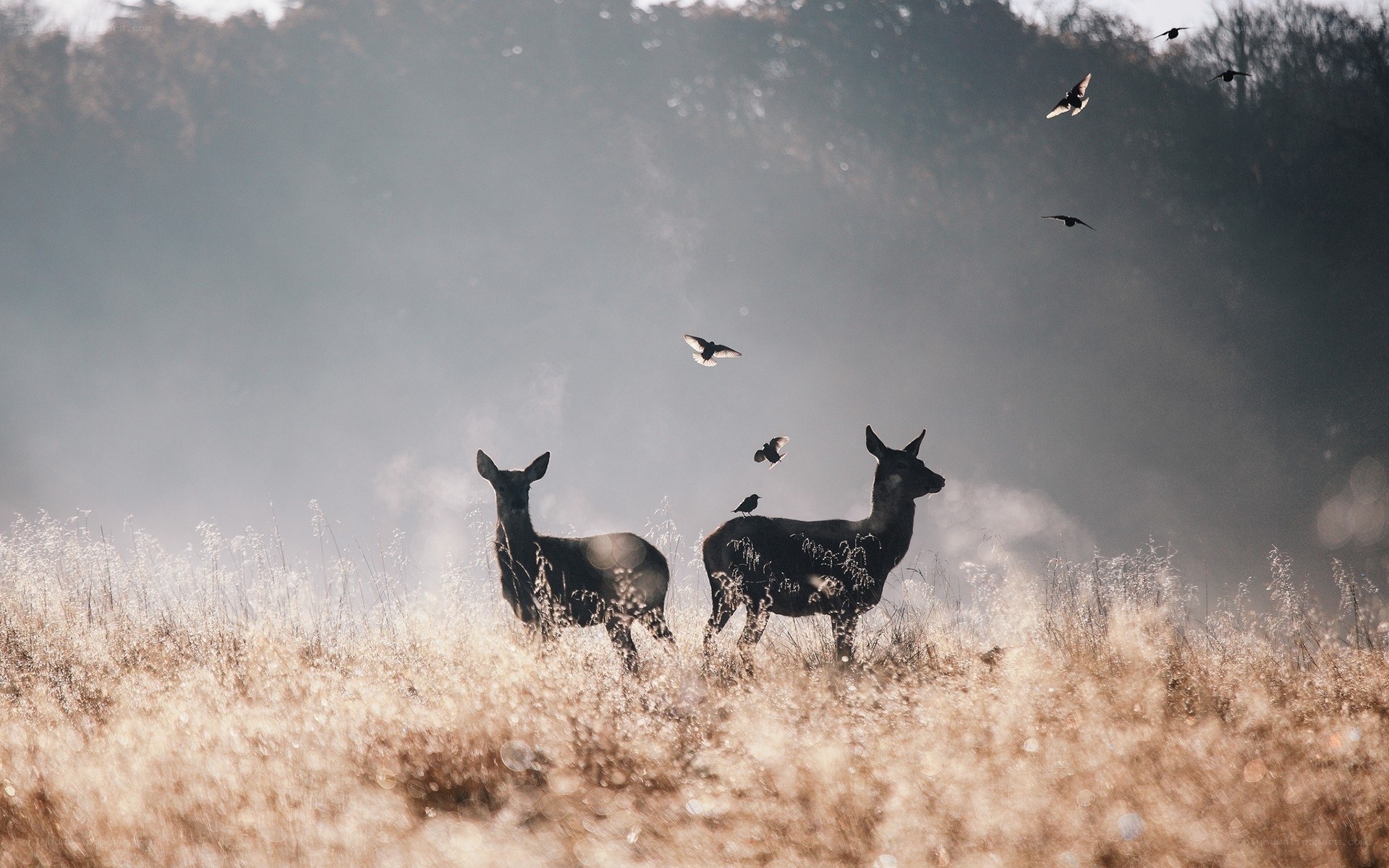 Deer in a misty field