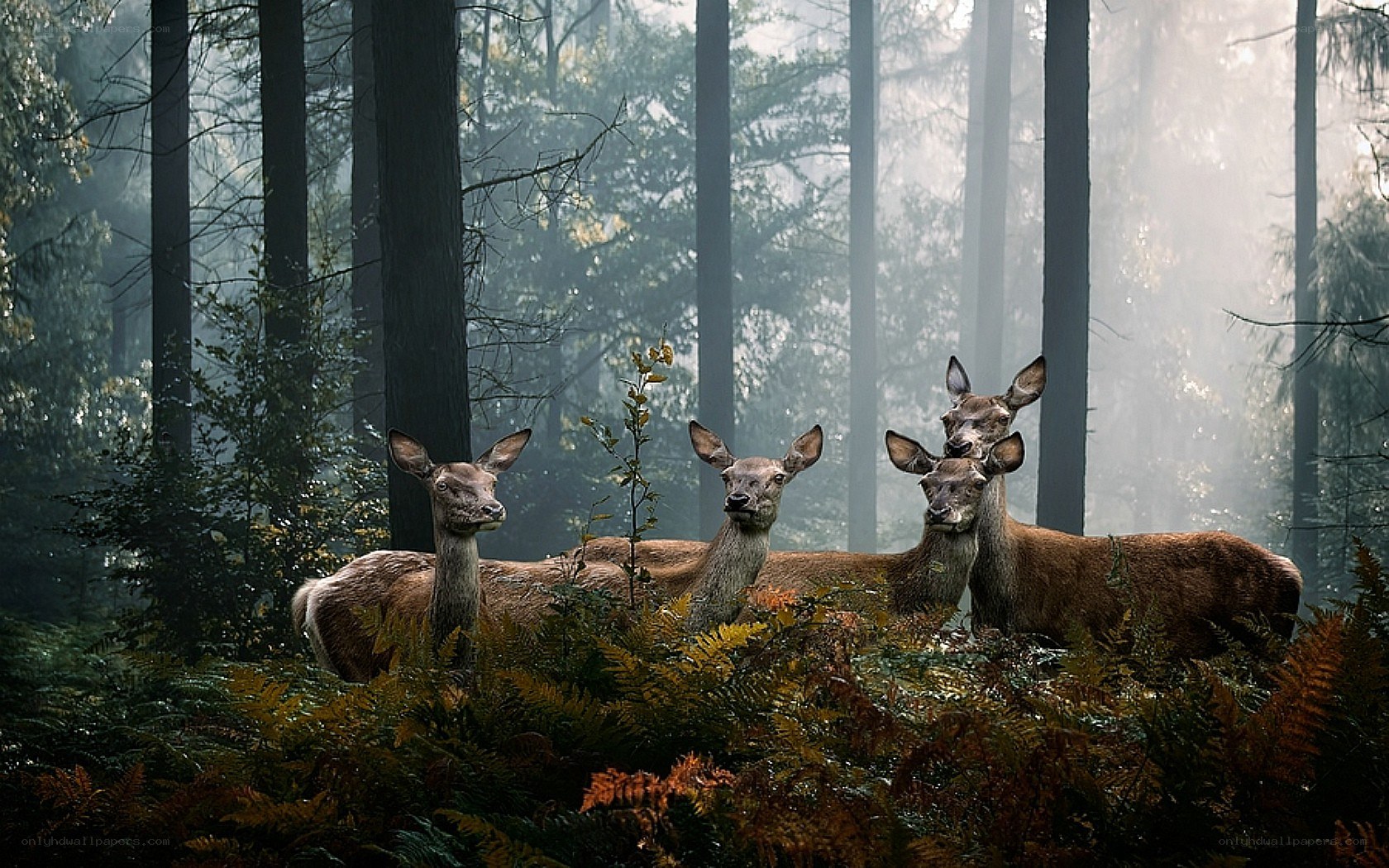 Deer in a misty forest