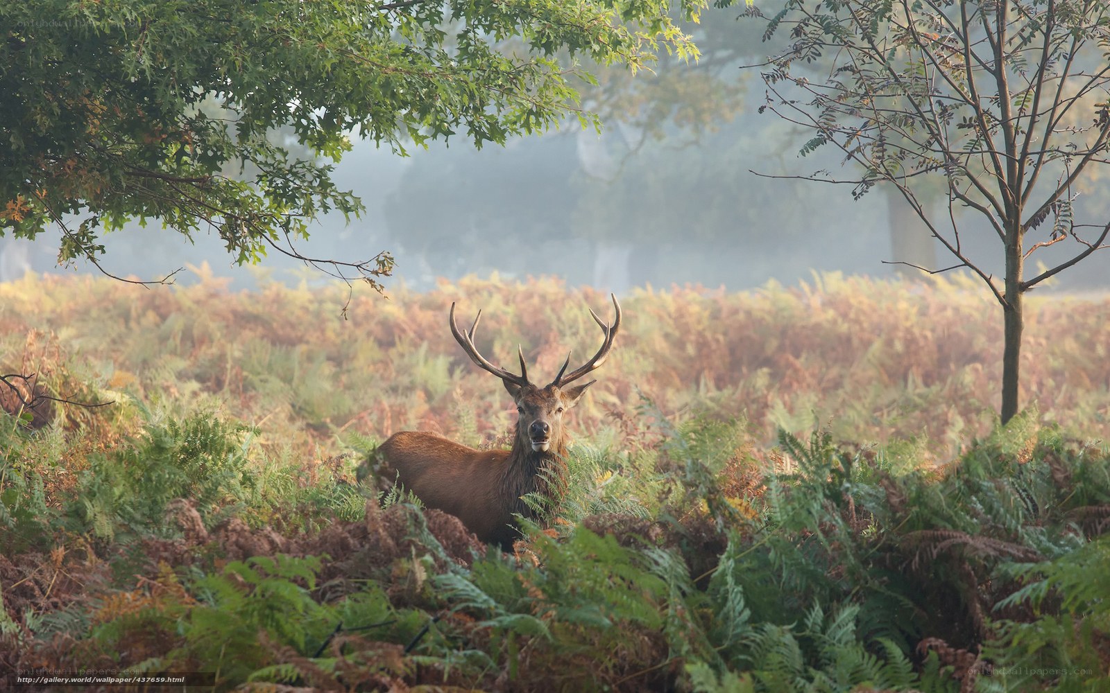 Deer in a misty forest