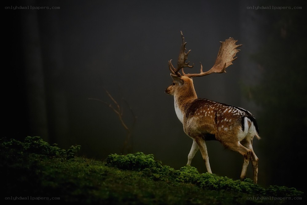 Deer in a misty forest