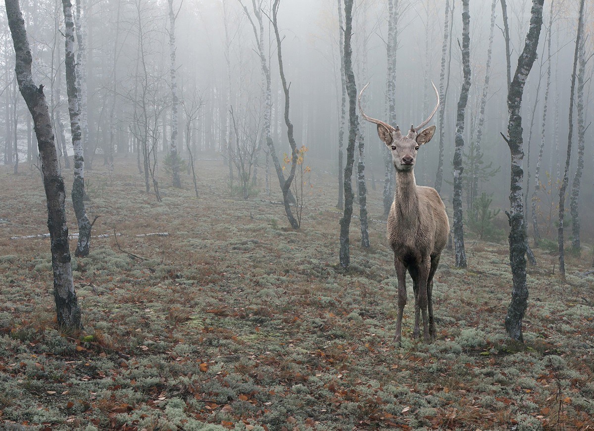 Deer in a misty forest