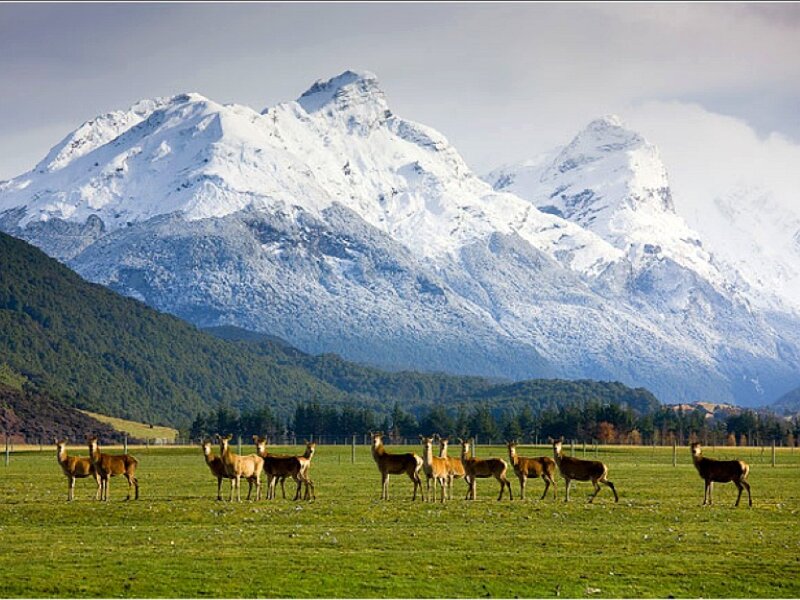Deer in a mountain field
