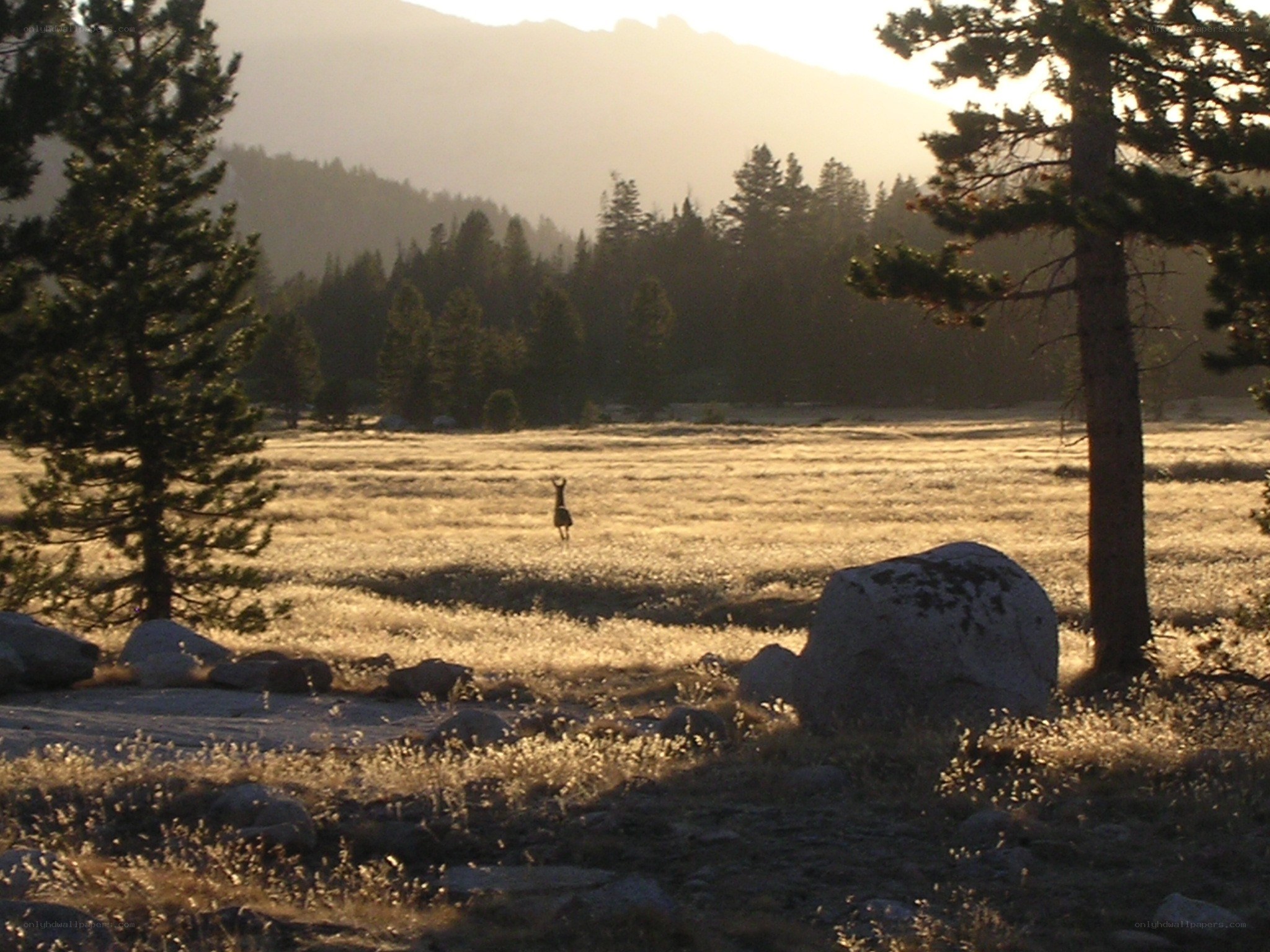 Deer in a mountain meadow