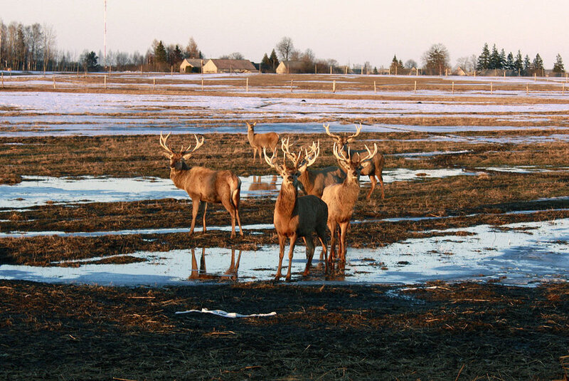 Deer in a Muddy Field