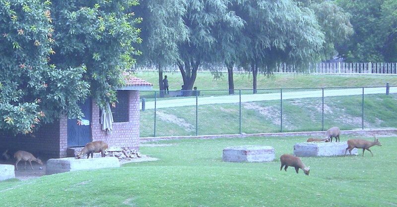 Deer in a park enclosure