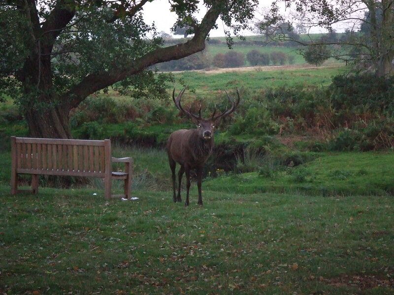 Deer in a park with bench