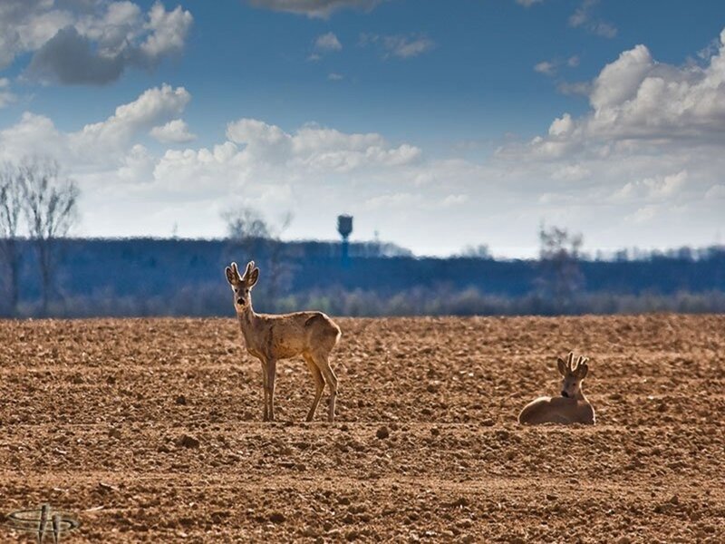 Deer in a plowed field