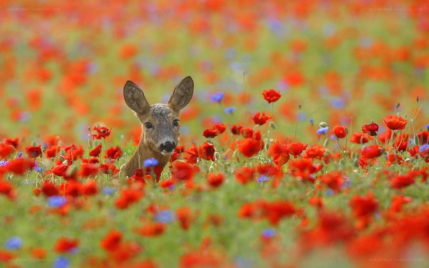 Deer in a poppy field