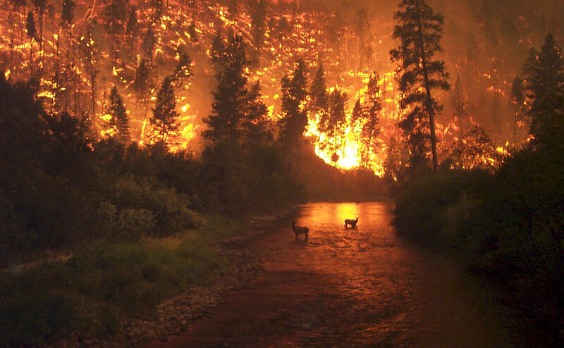 Deer in a River — Orange, Dramatic, Night, Photograph