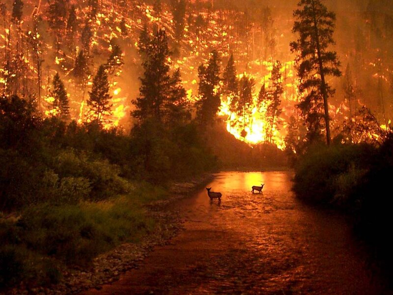 Deer in a River — Orange, Dramatic, Night