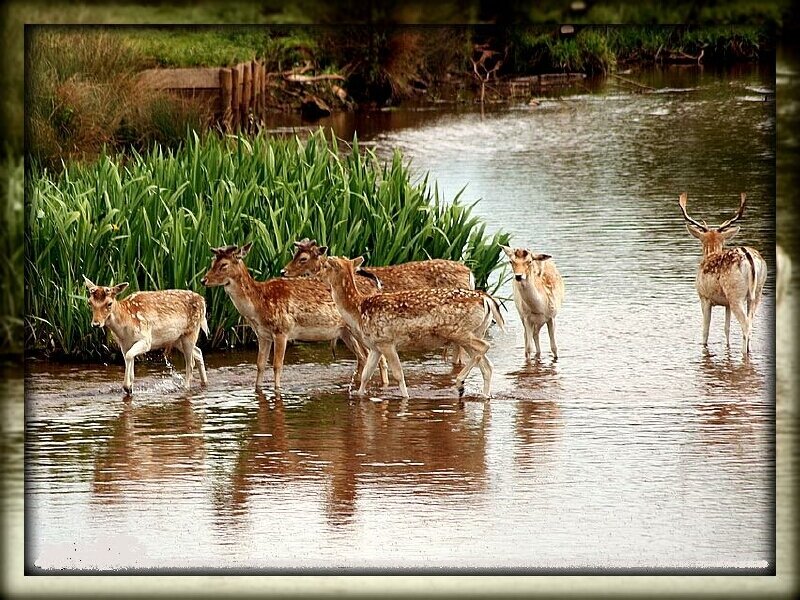 Deer in a river