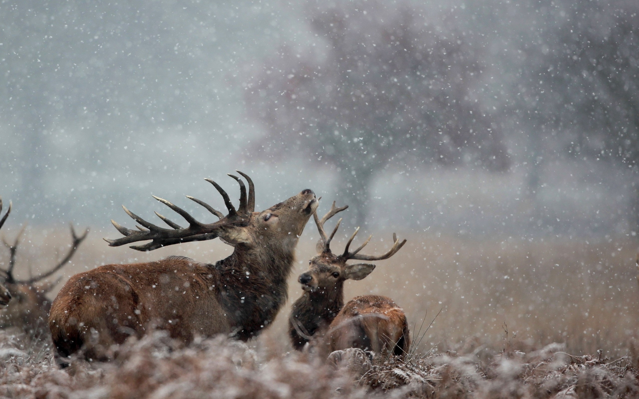 Deer in a snowstorm