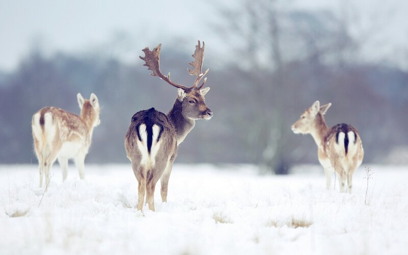 Deer in a snowy field