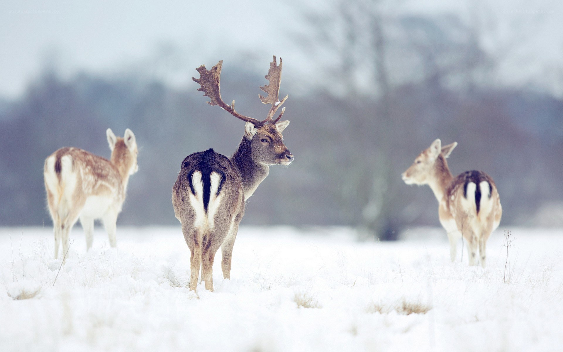 Deer in a snowy field