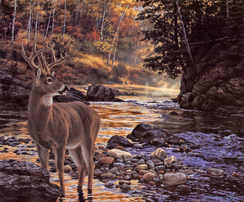 Deer in a Stream
