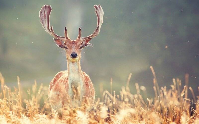 Deer in a sunlit field
