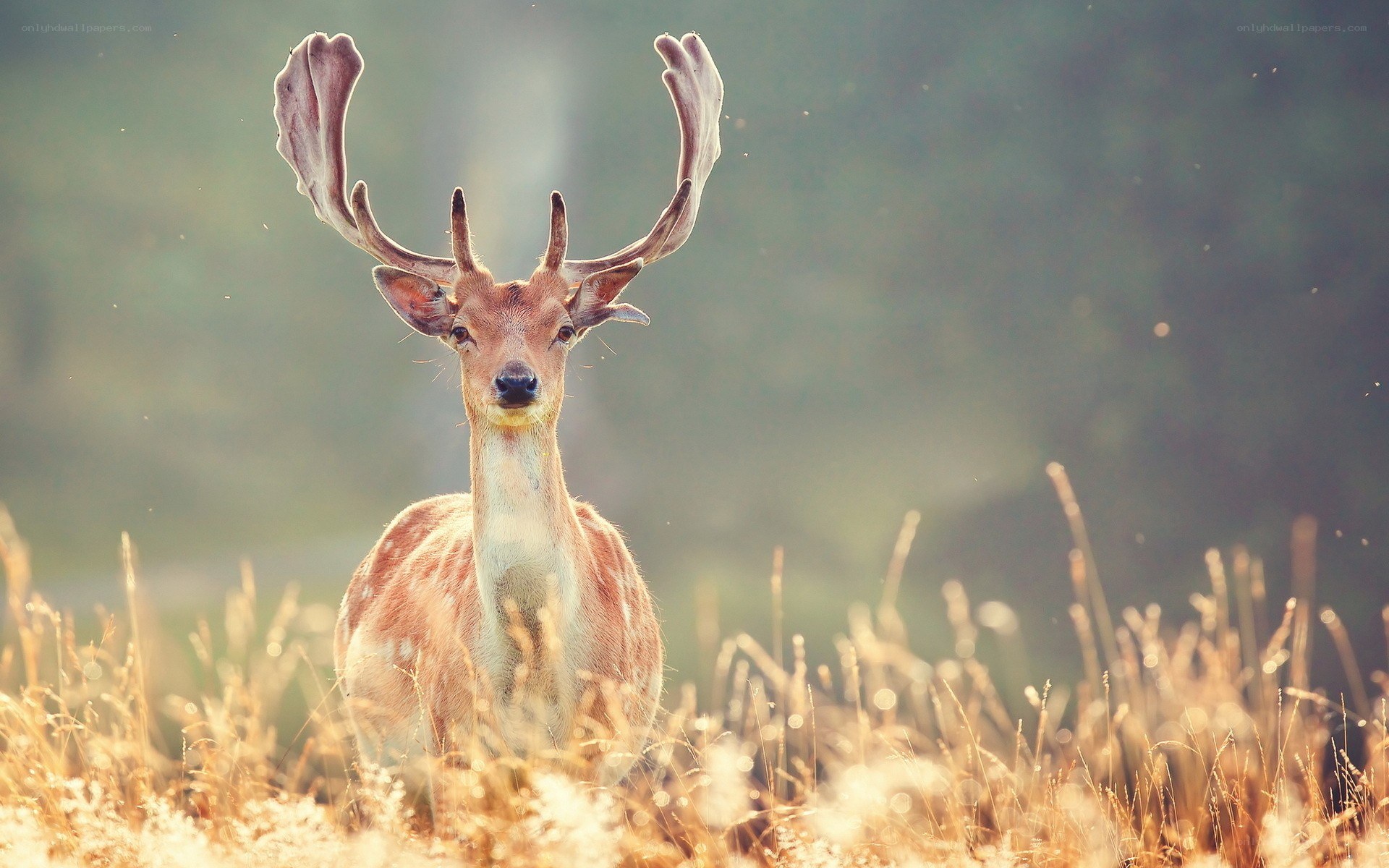 Deer in a sunlit field