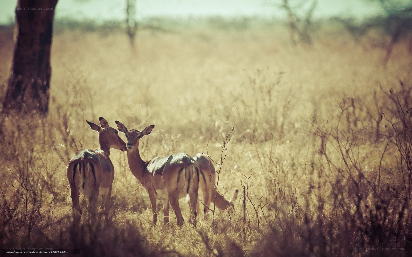 Deer in a sunlit field