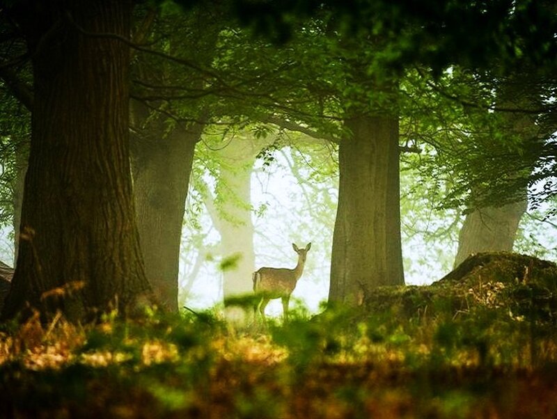 Deer in a sunlit forest