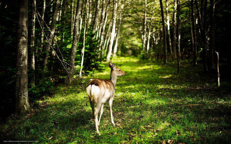 Deer in a sunlit forest