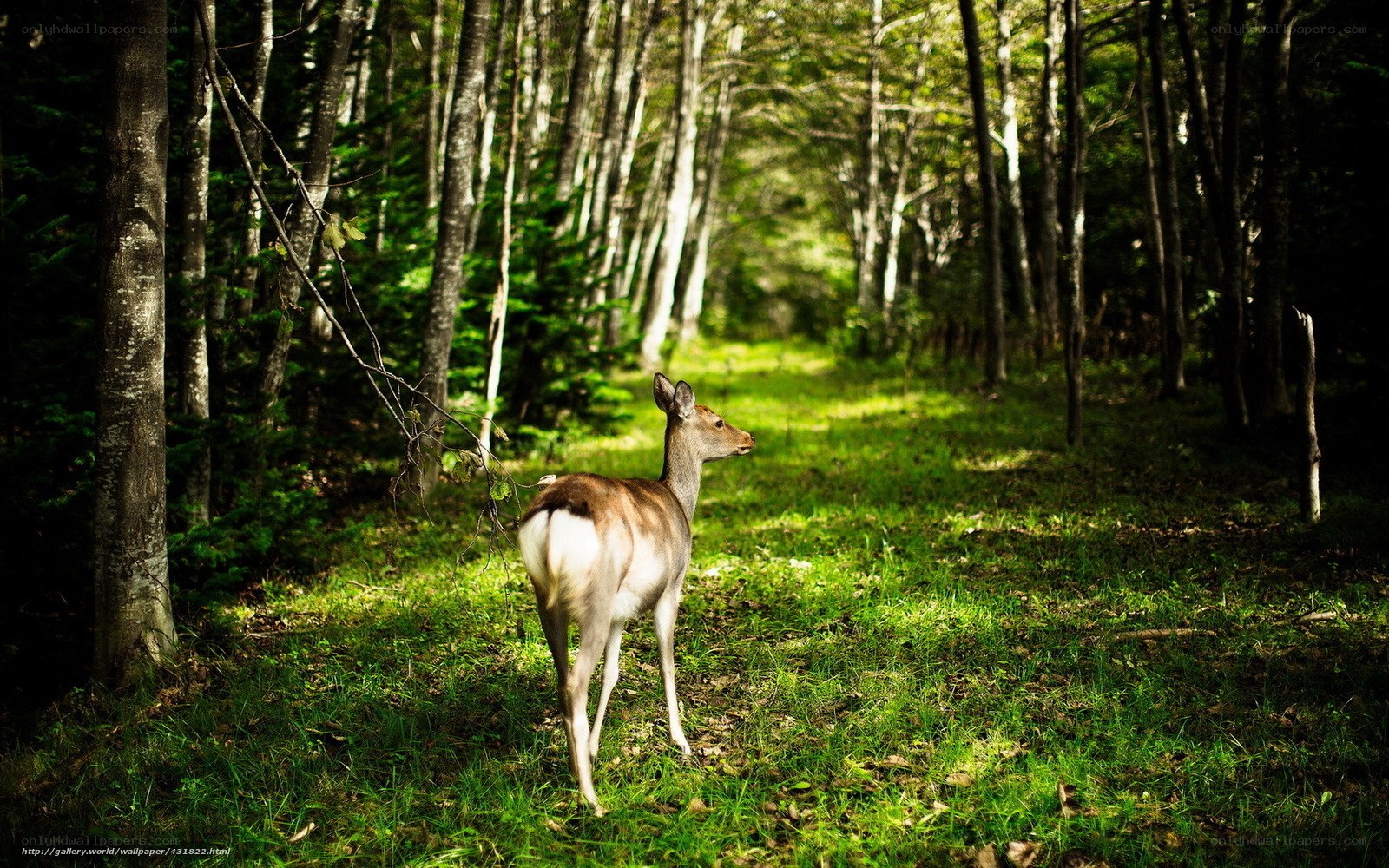 Deer in a sunlit forest