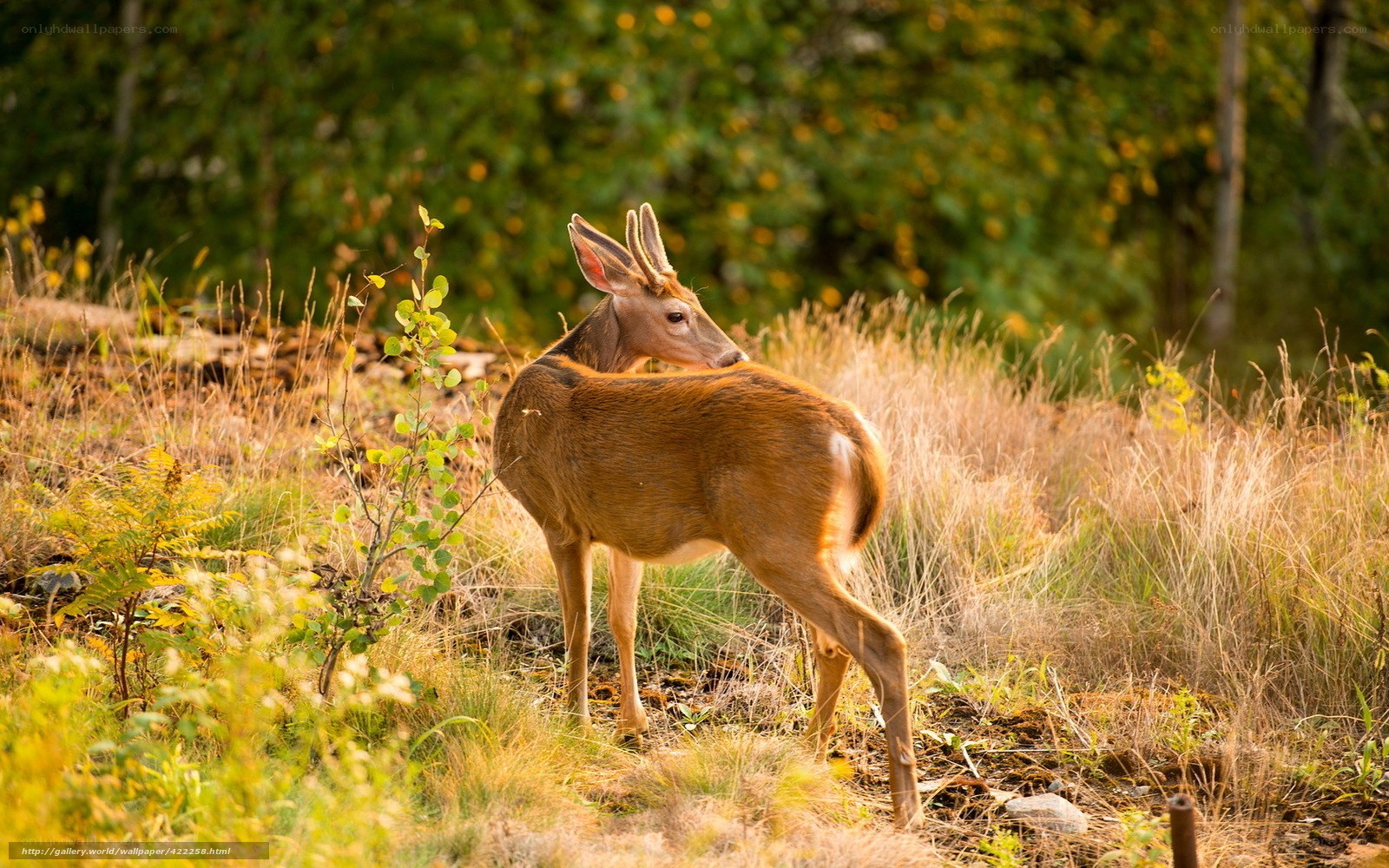 Deer in a sunlit meadow
