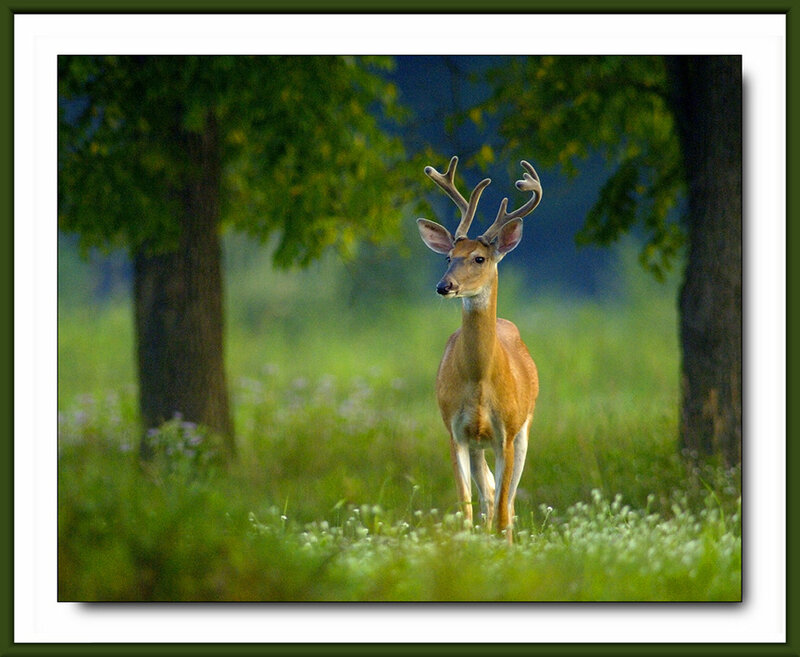 Deer in a sunlit meadow