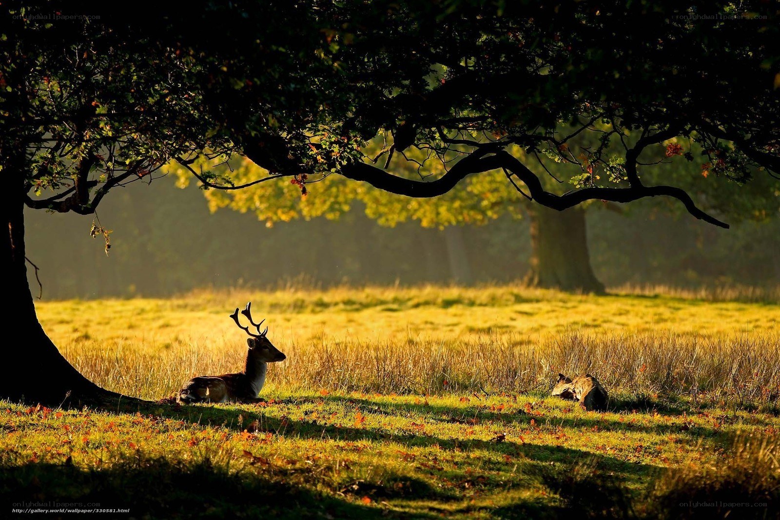 Deer in a sunlit meadow