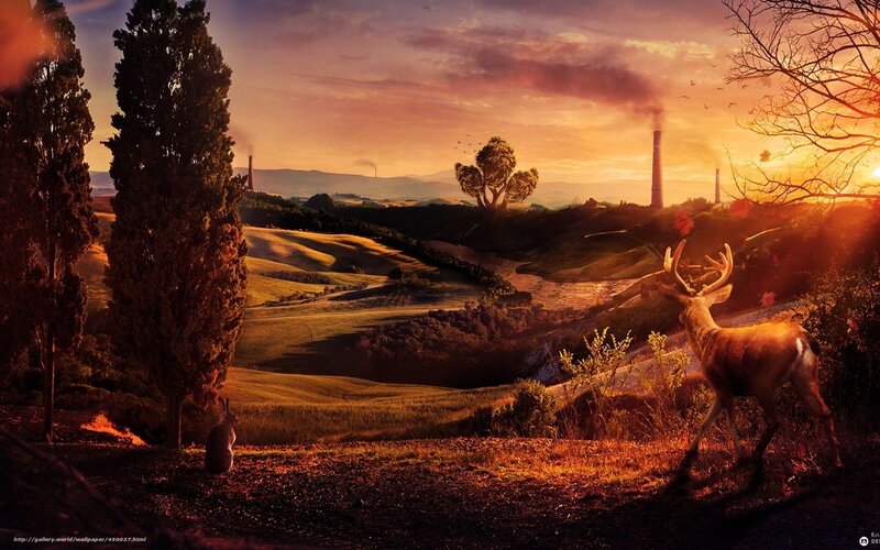 Deer in a sunset landscape