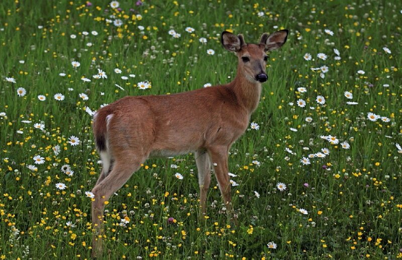 Deer in a wildflower field