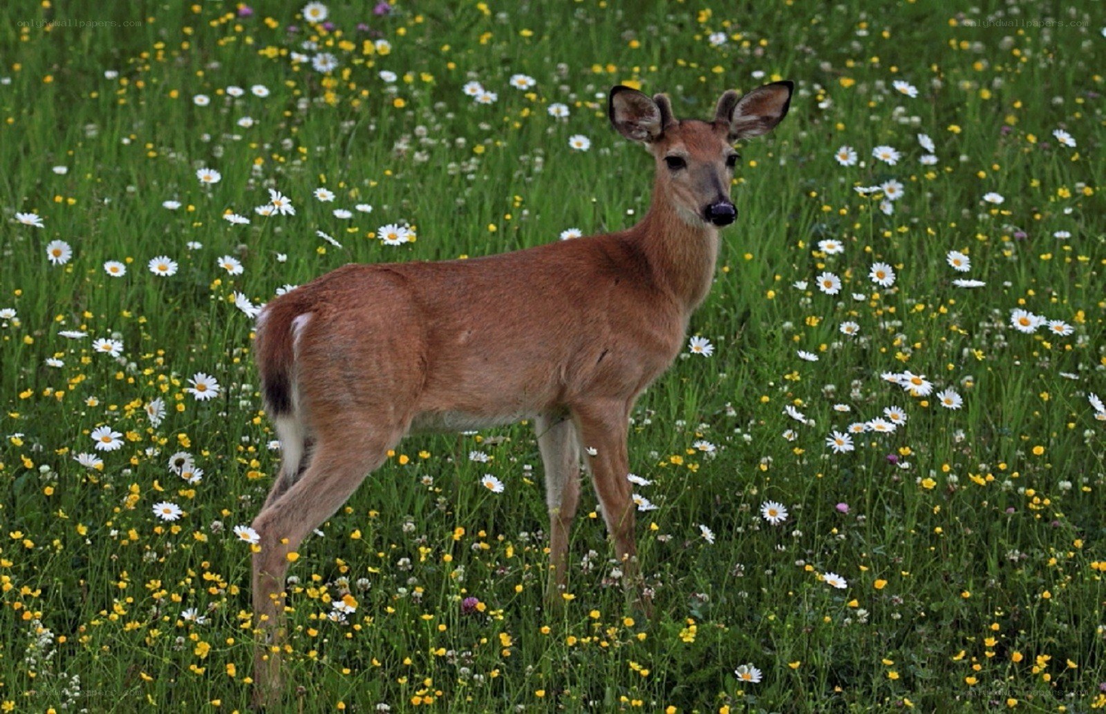 Deer in a wildflower field