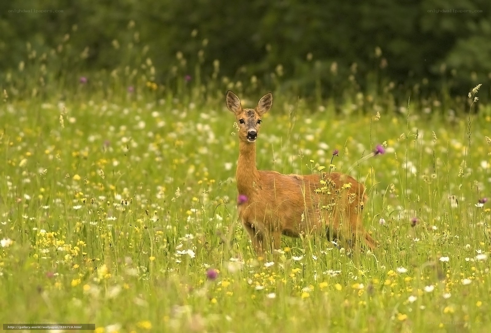 Deer in a wildflower meadow