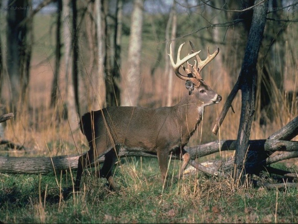 Deer in a wooded area