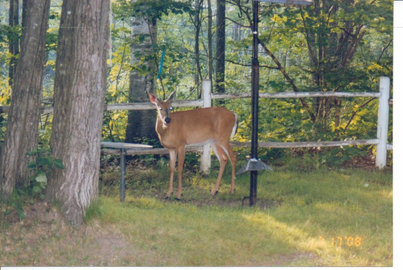 Deer in a Yard — Green