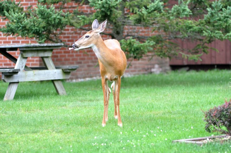 Deer in a Yard