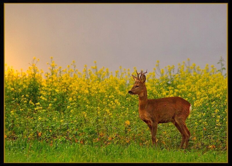 Deer in a yellow flower field