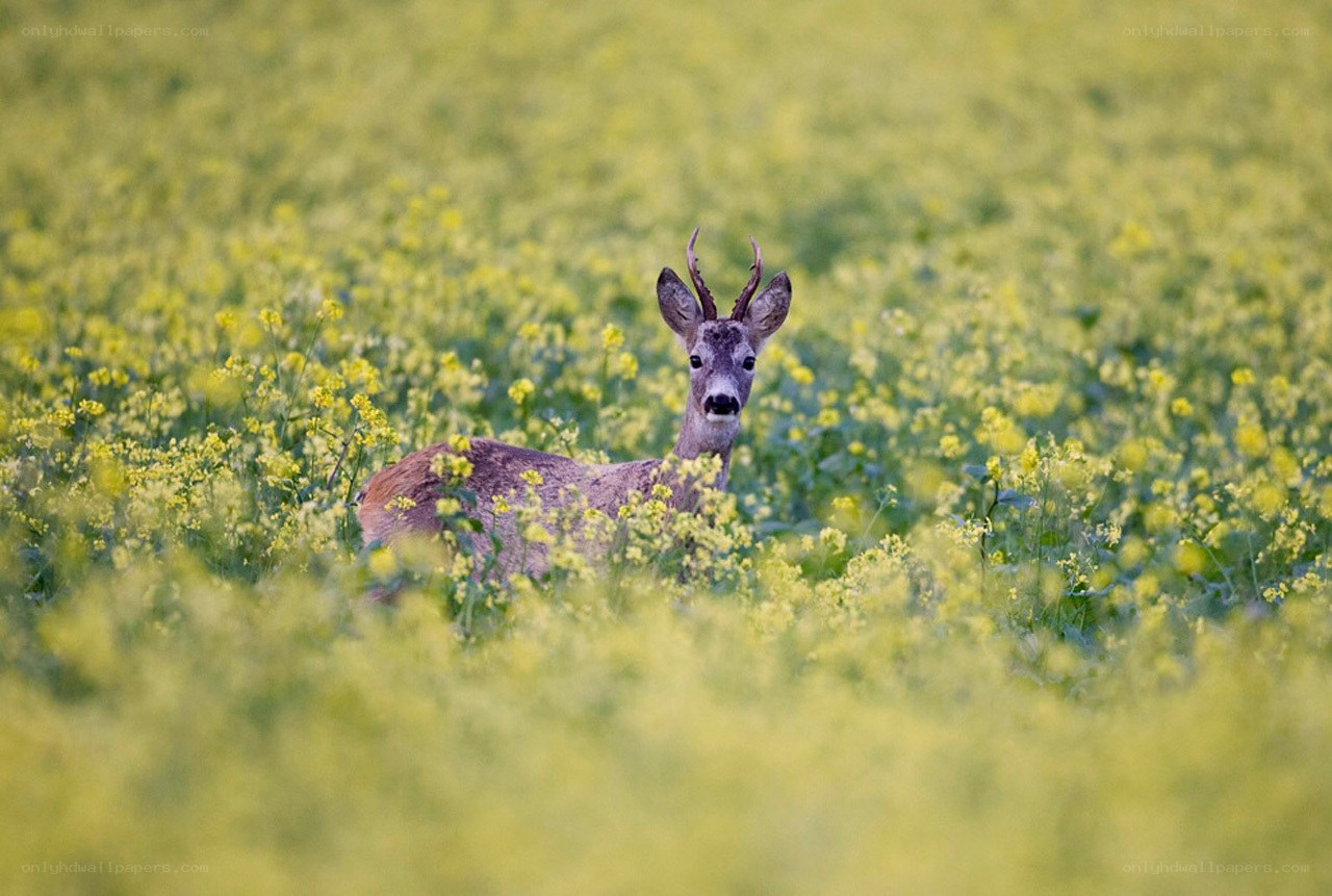 Deer in a yellow flower field
