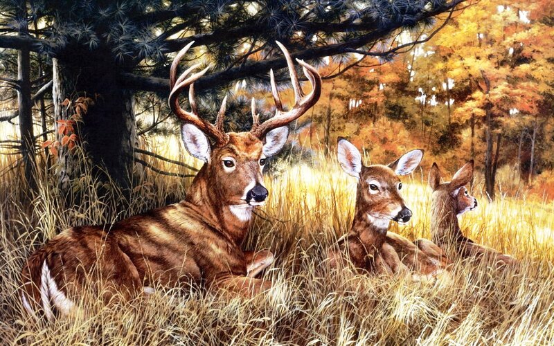 Deer in Autumn Field — Brown, Serene