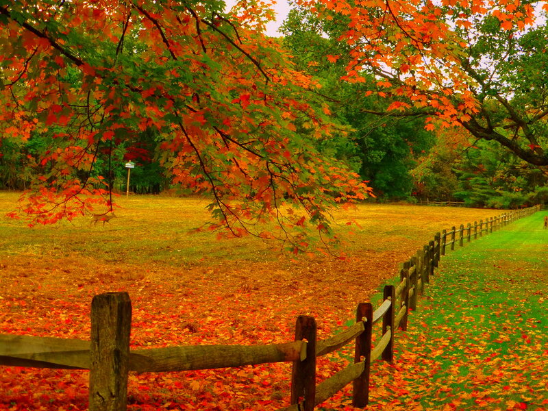 Deer in Autumn Field — Orange, Serene