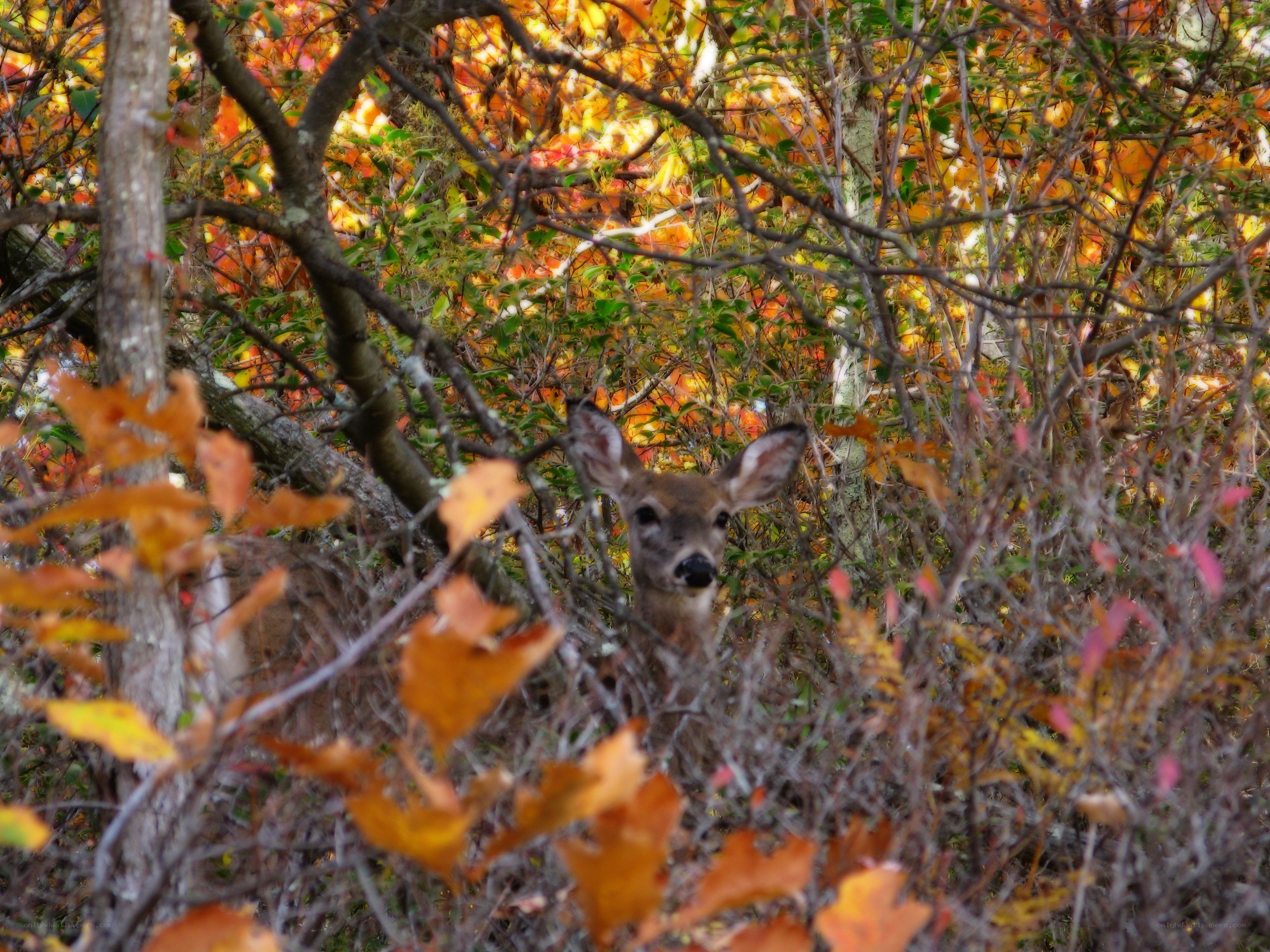 Deer in autumn foliage