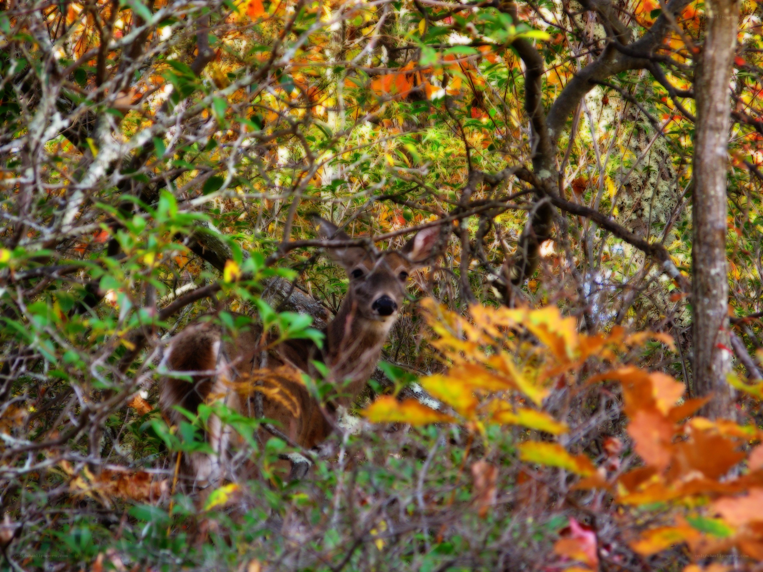 Deer in autumn foliage