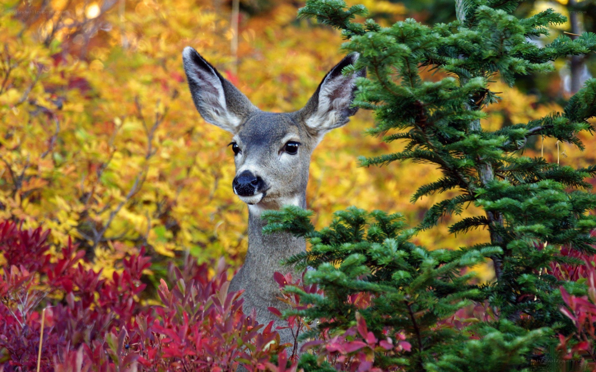 Deer in autumn foliage