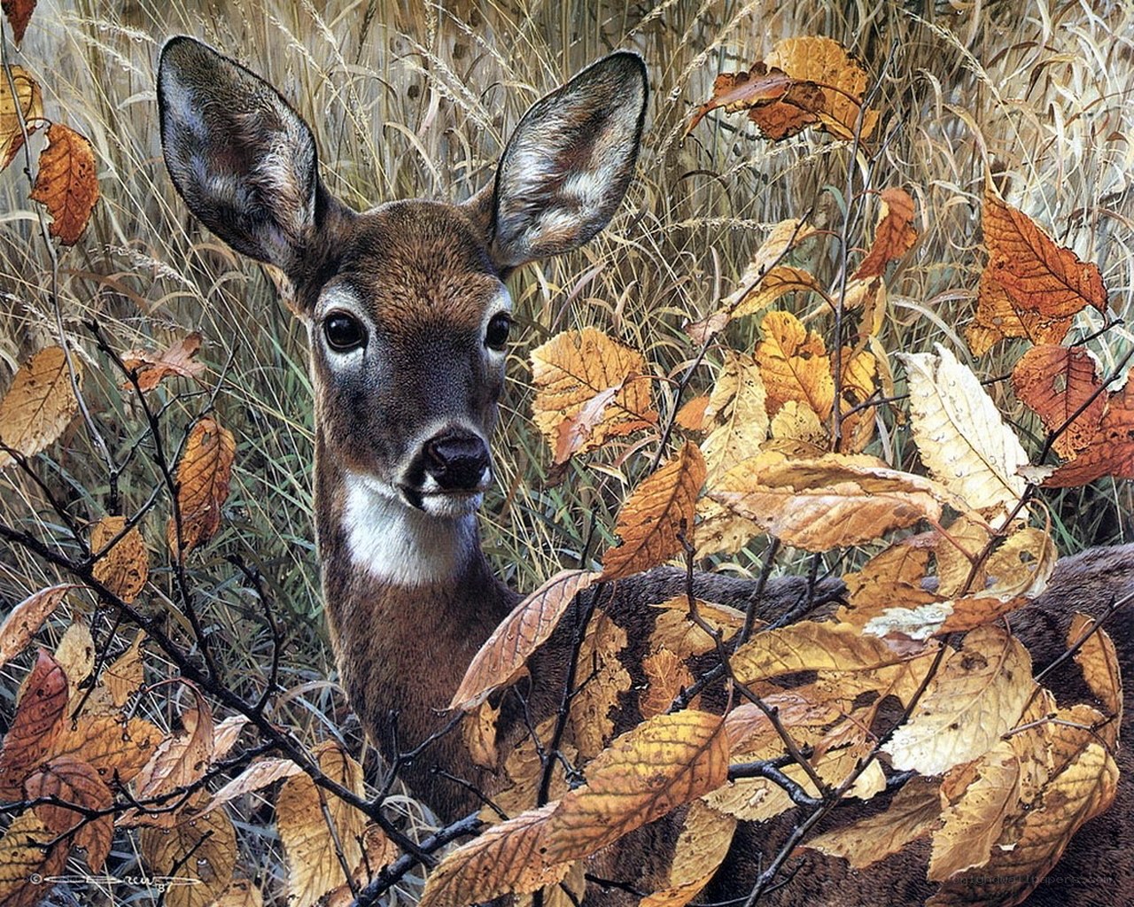 Deer in autumn foliage
