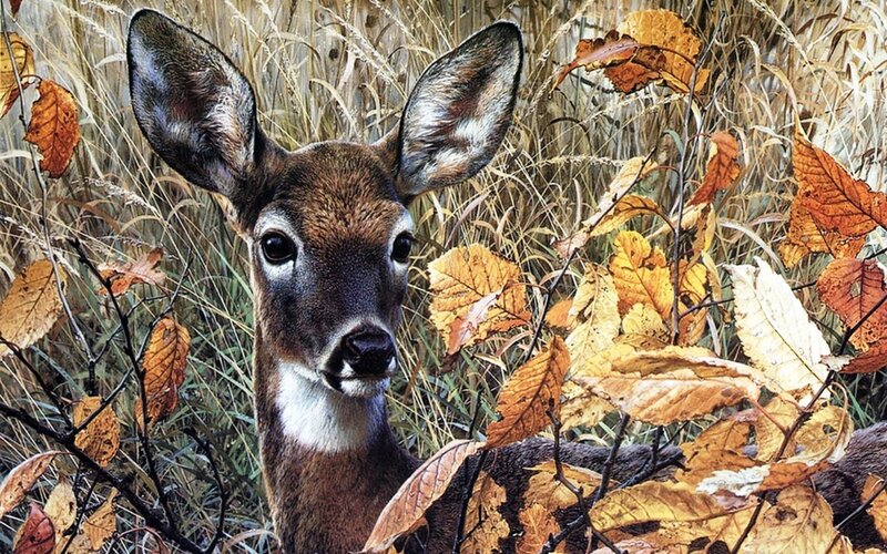 Deer in Autumn Foliage — Brown, Calm, Photograph