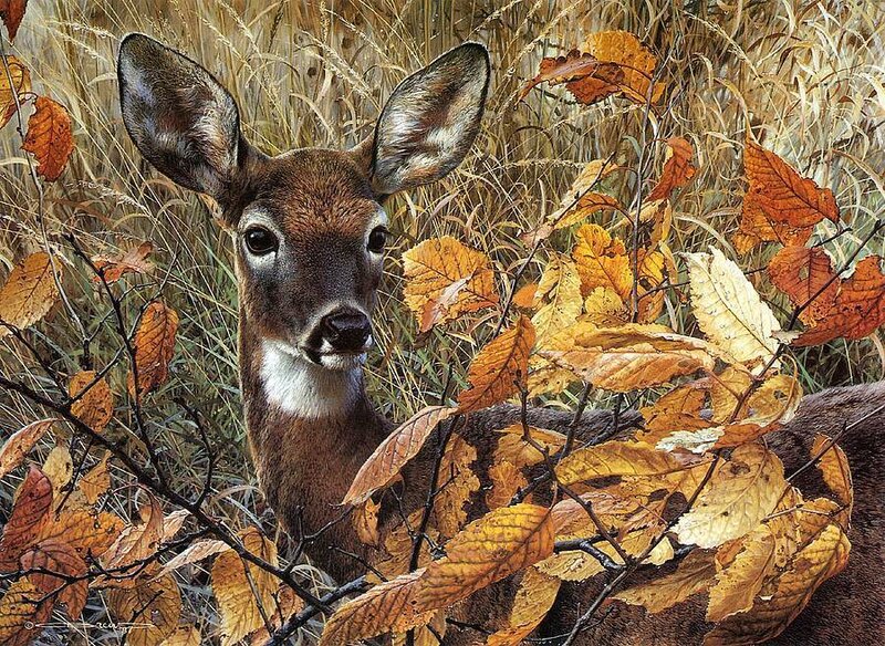 Deer in Autumn Foliage — Brown, Calm
