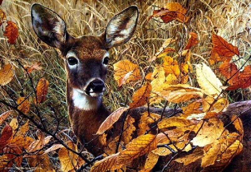 Deer in Autumn Foliage — Brown