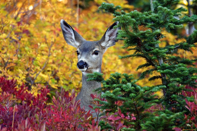 Deer in Autumn Foliage — Green