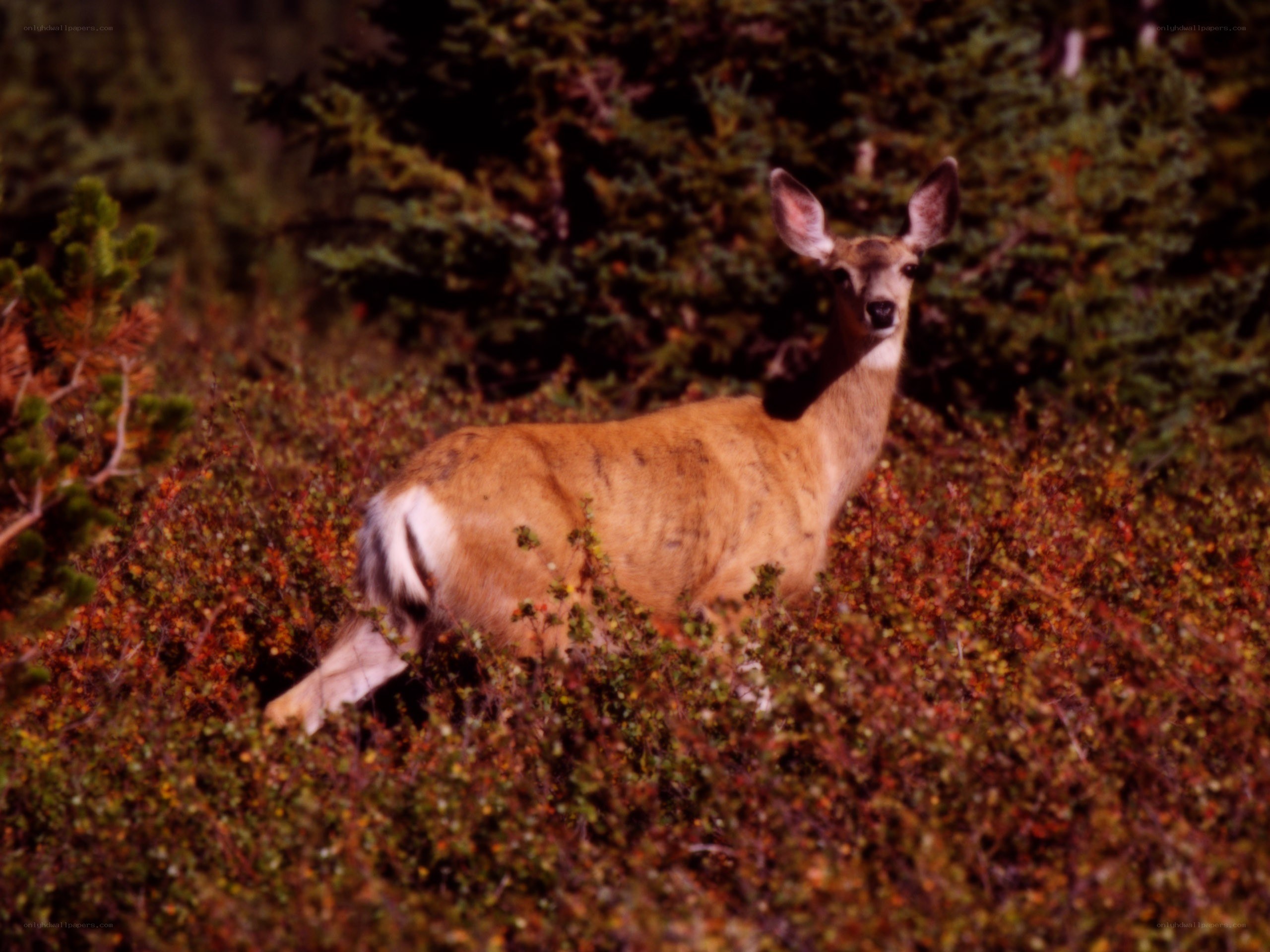 Deer in autumn foliage