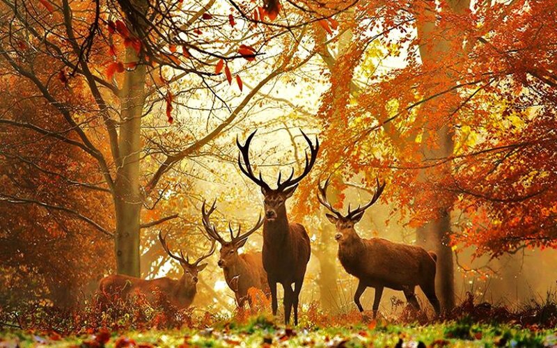 Deer in autumn forest