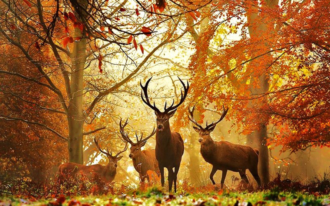 Deer in autumn forest